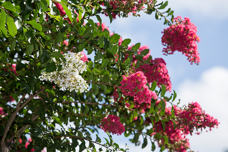Branches of crape myrtles with both pink and white flowers with blue sky behind.