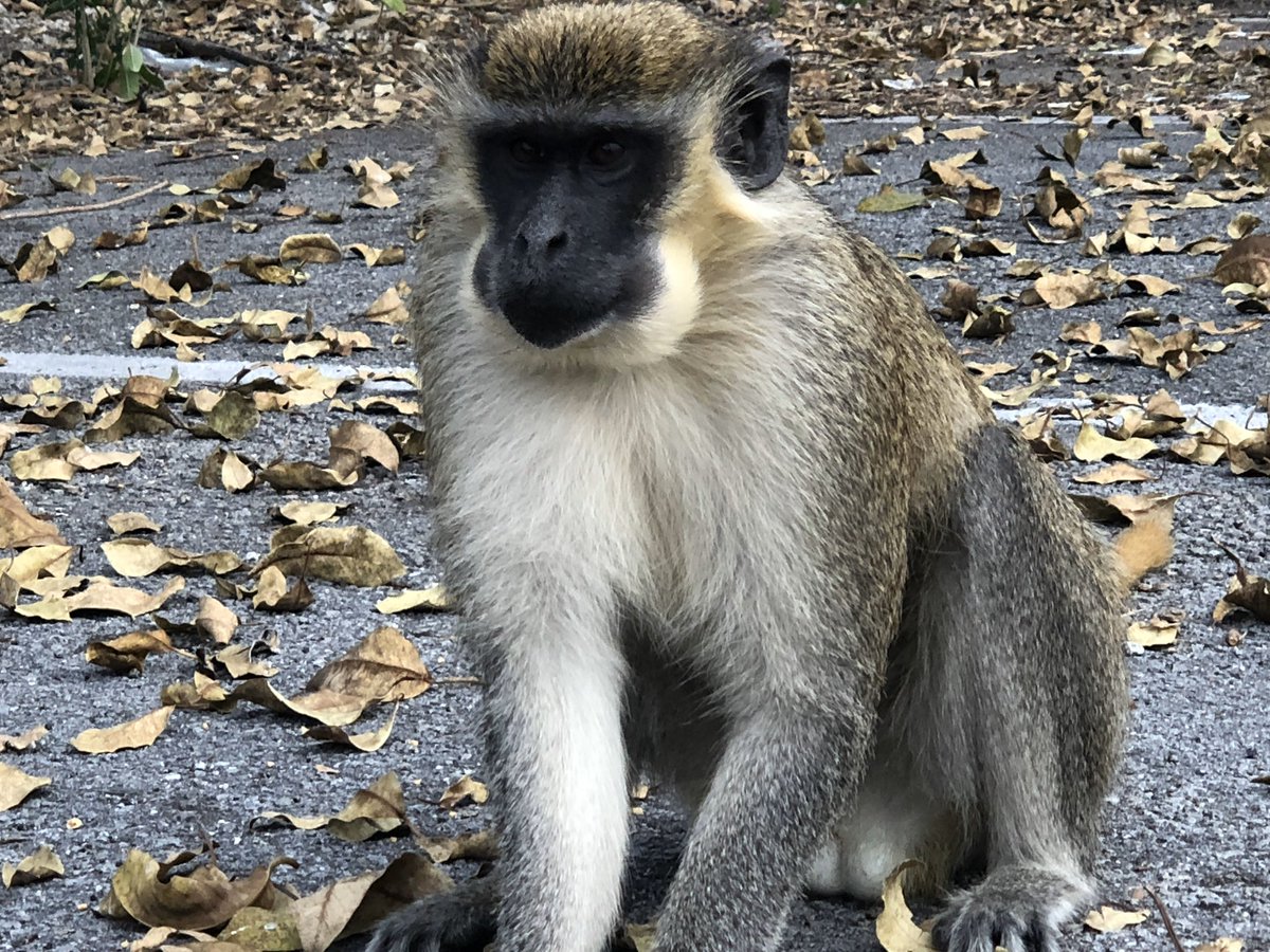 DBVervet's tweet photo. We are an official 501(c)3 organization. Monkey business ahead. #conservation #welfare #monkeysmatter #notinvasive https://t.co/pDwaOSSStI