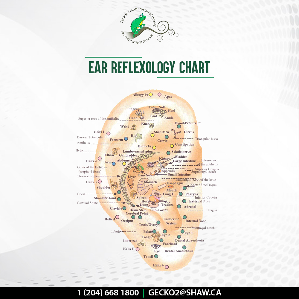 GeckoMassage's tweet photo. Ear reflexology chart for therapists! 

#Ear #EarReflexology #GeckoMassageSupplies #Massagelotion #MassageProducts #Massage #Canada https://t.co/yFFBYYqoTh