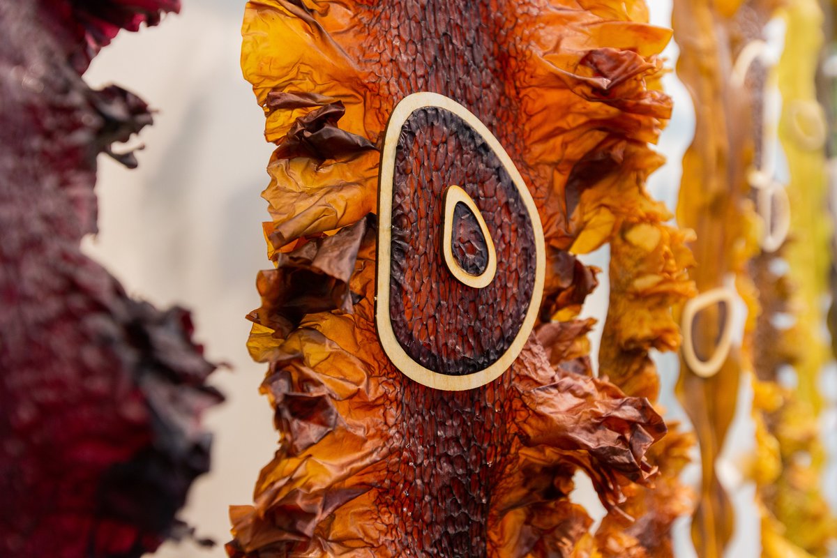 Close-up of a piece of dried seaweed. 