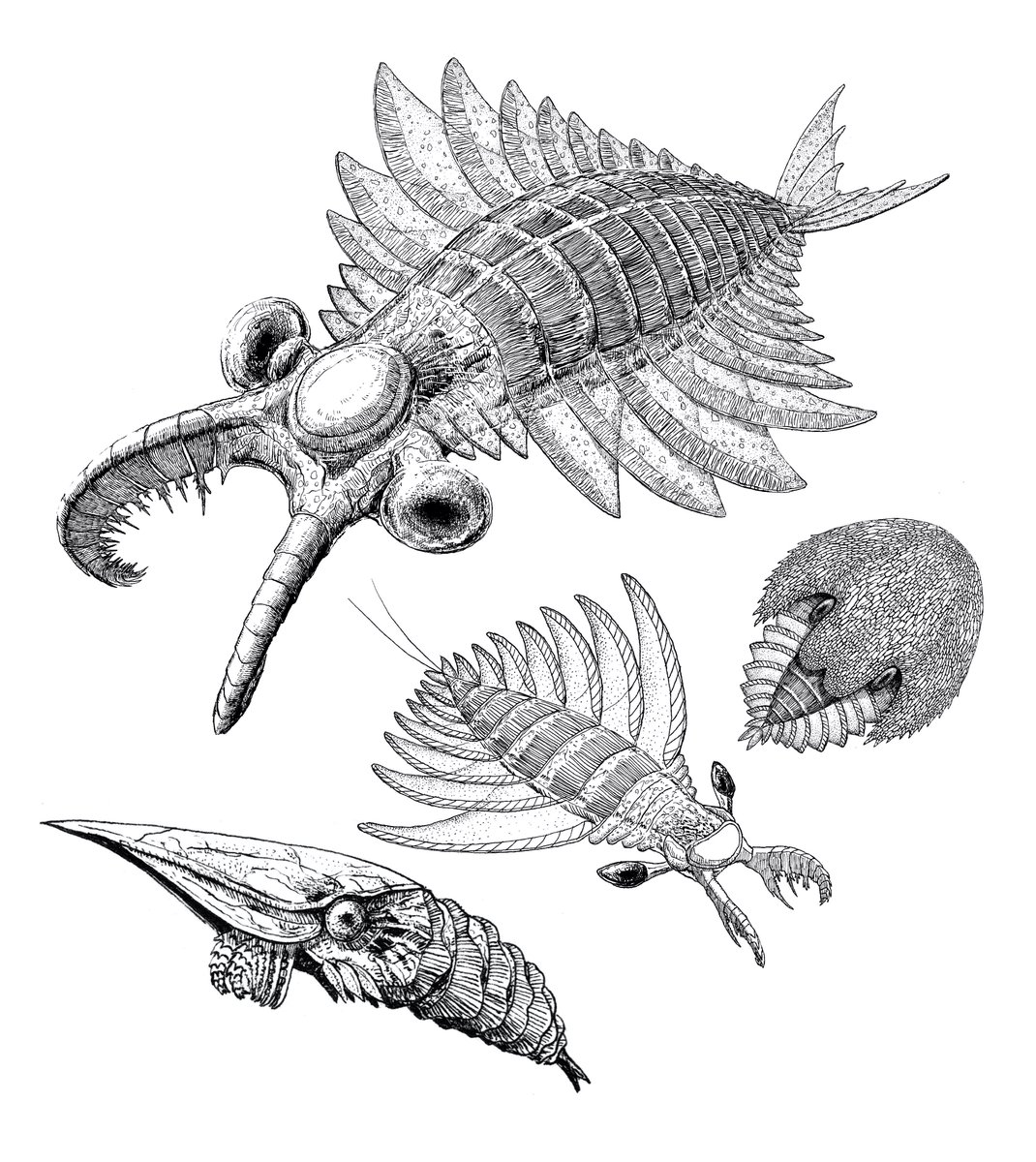 1年かかった 書籍として最新のアノマロ情報を盛り込んだ一般書 アノマロカリ かわさきしゅんいち 絵本作家 動物画家の漫画