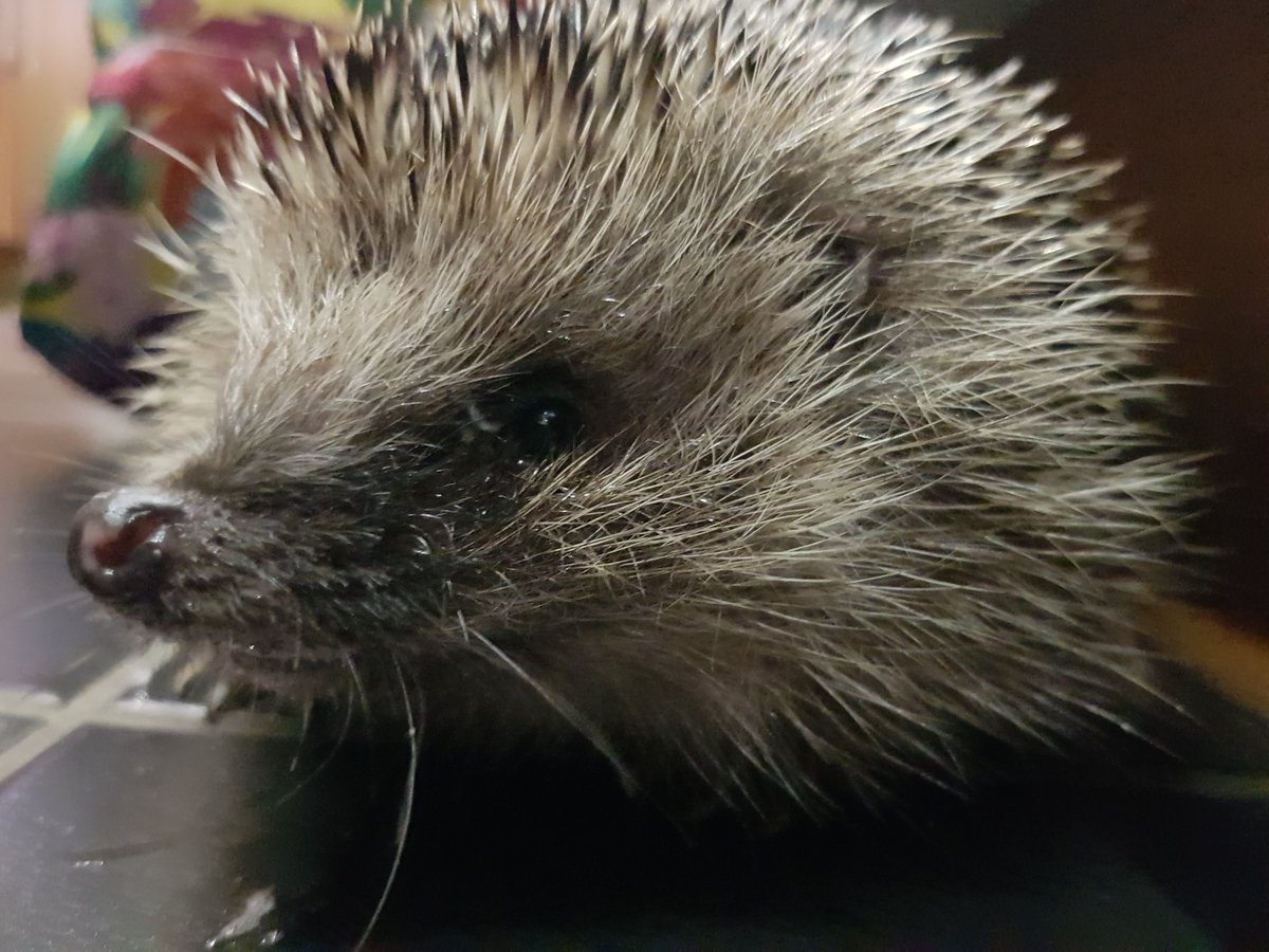 close up of hedgehog face