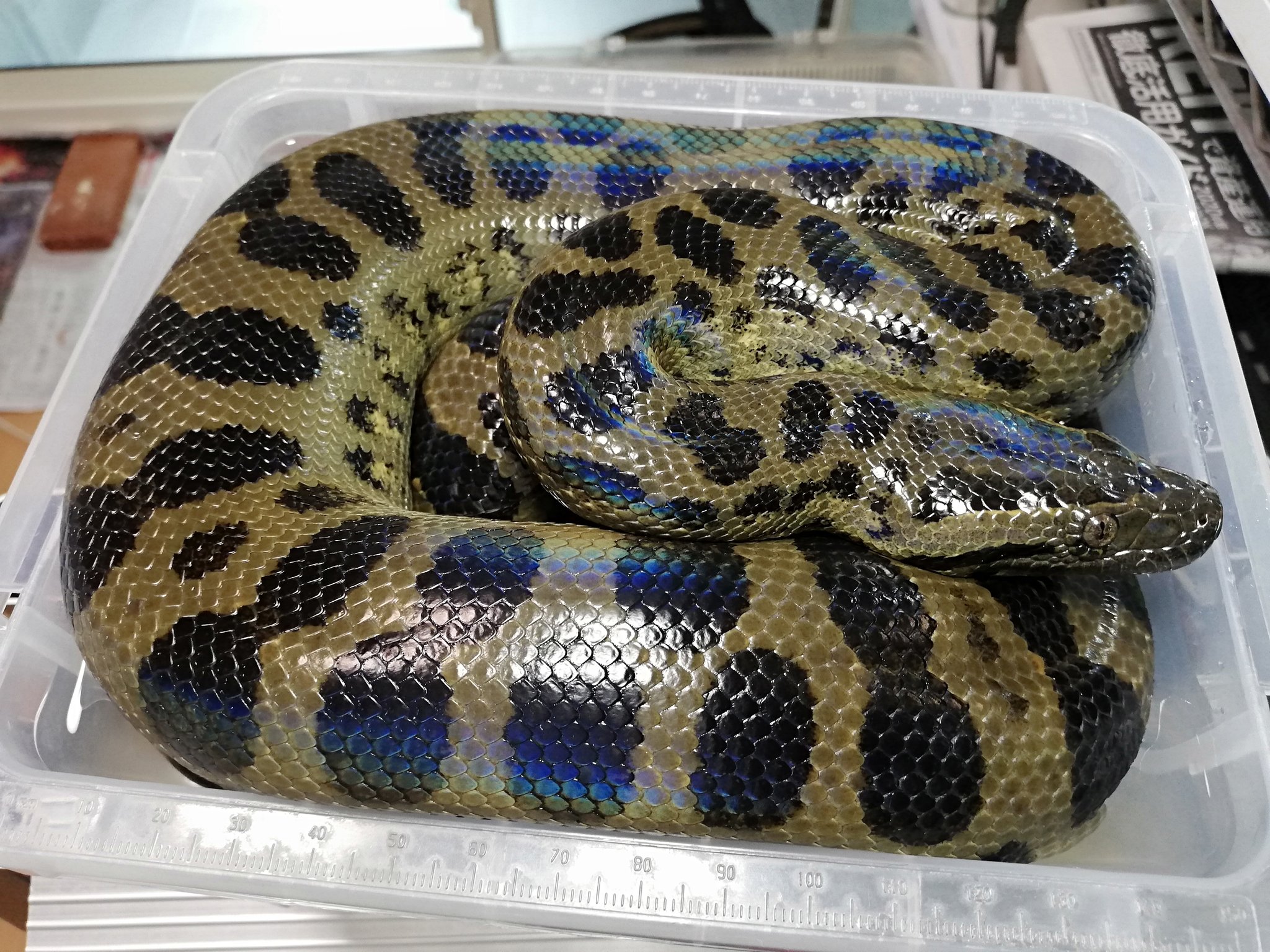 雷魚 ライギョ フィネス タンク アナコンダ フロッグ 雷魚 ライギョ