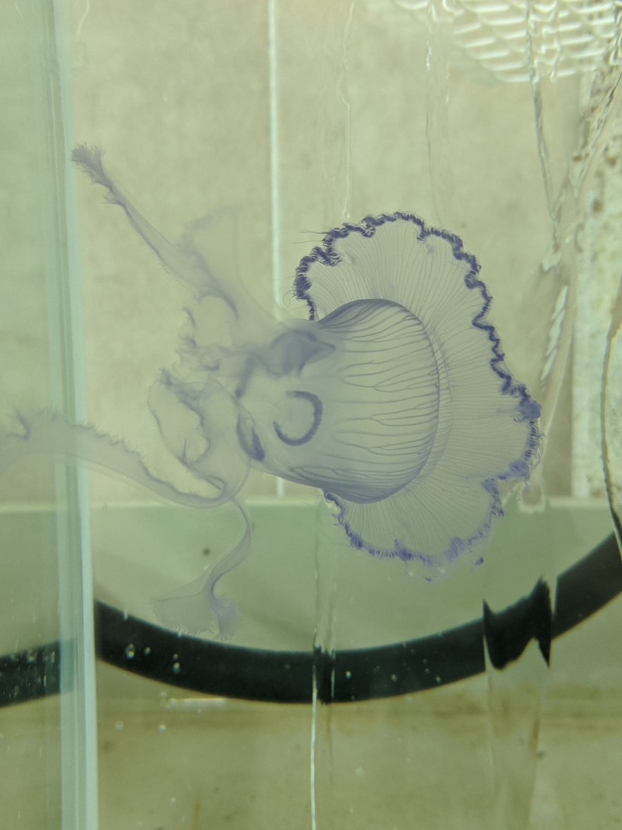 AllFishSuck's tweet photo. To all my cnidarian friends: any ideas what would cause a jellyfish to invert like this? (Background: it started as a "normal" cnidarian) https://t.co/YX5yBWgVOo
