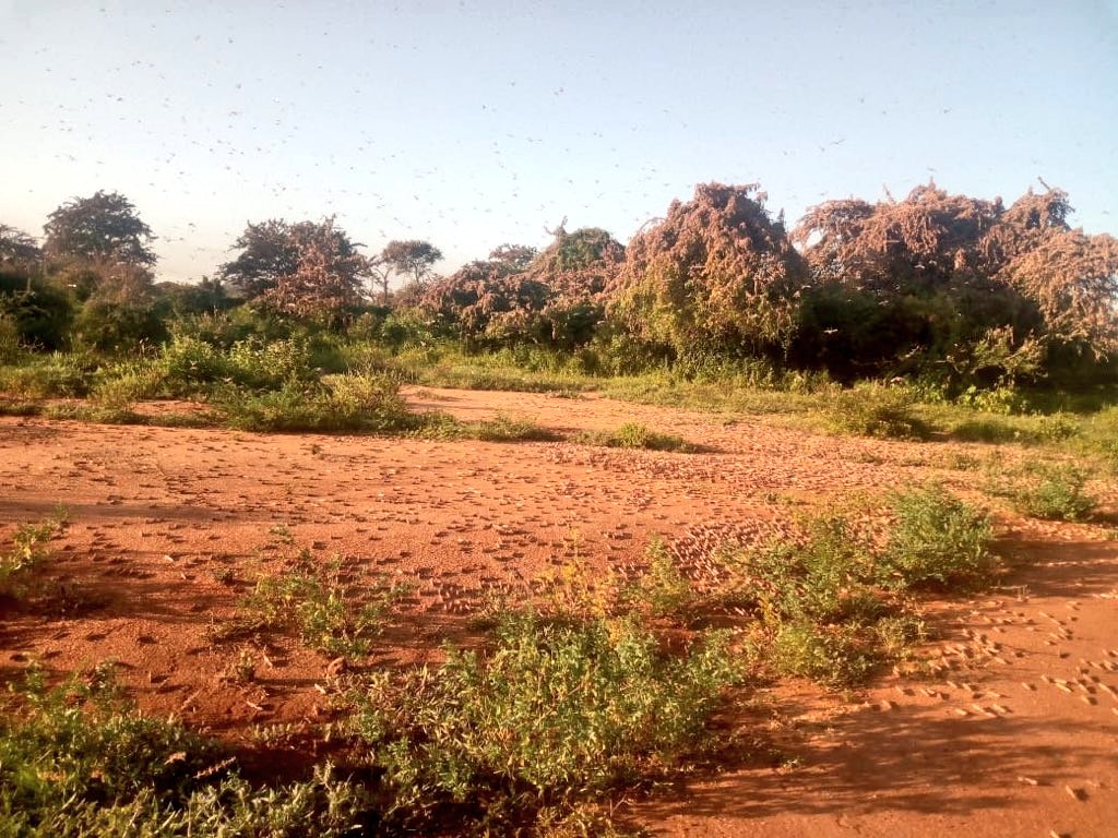 SkyThe5th's tweet photo. Desert 🏜️ Locusts have invaded Matooni village in Mwingi North constituency. #GodHearUs #LocustsInvasion
#MukamiReports https://t.co/8tYuVLVnY8