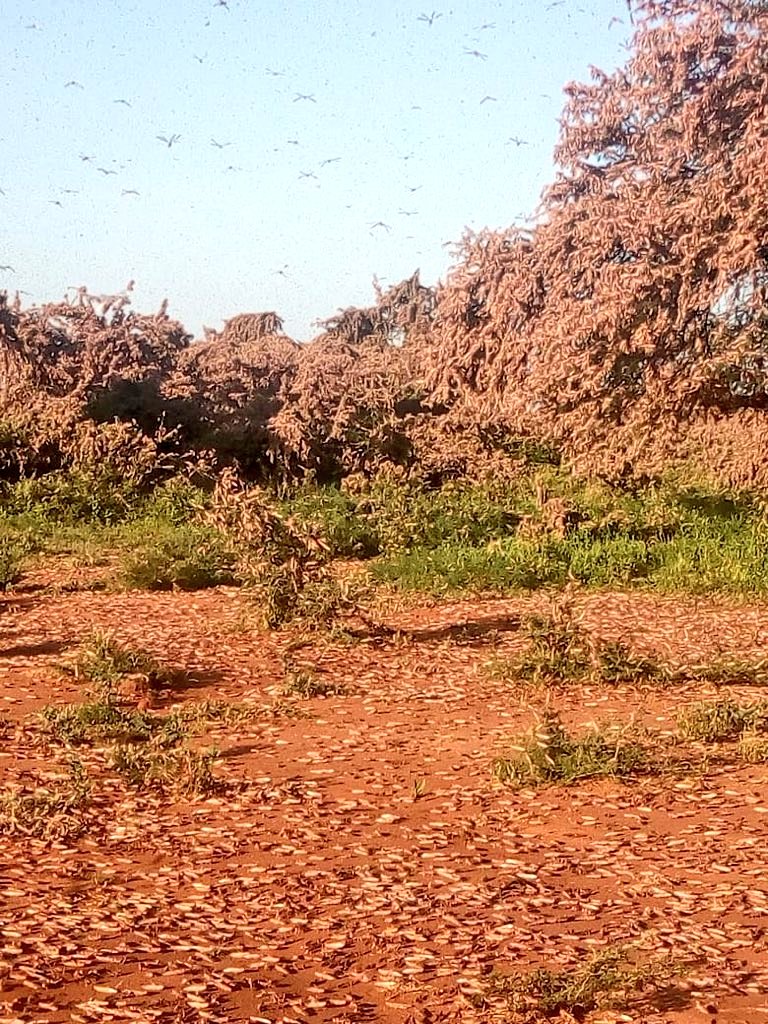 SkyThe5th's tweet photo. Desert 🏜️ Locusts have invaded Matooni village in Mwingi North constituency. #GodHearUs #LocustsInvasion
#MukamiReports https://t.co/8tYuVLVnY8