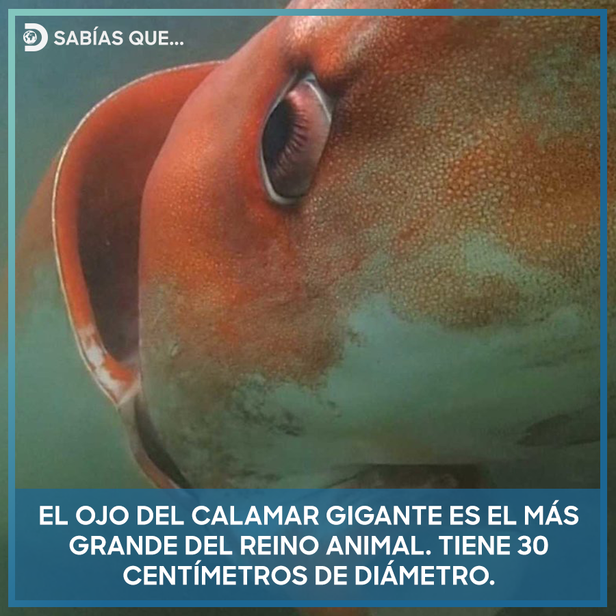 Más grande que una pelota de baloncesto.