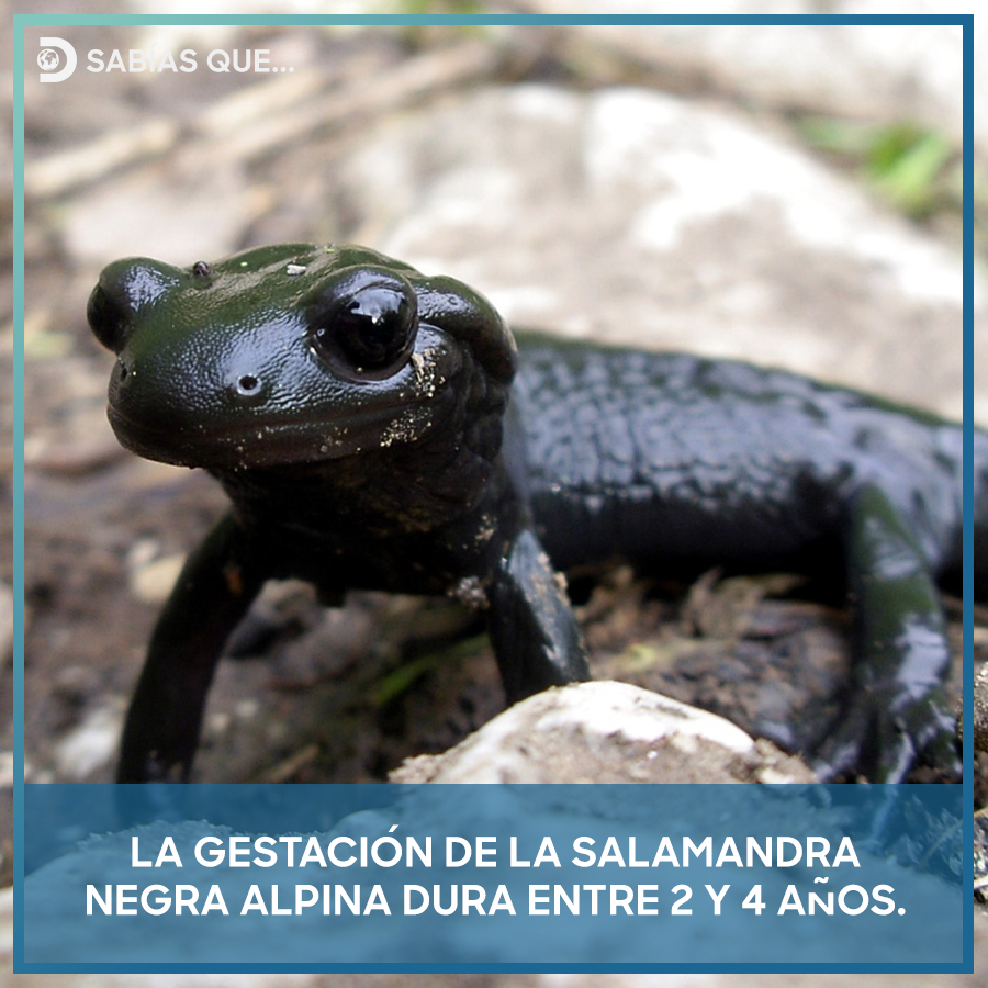 Uno de los períodos más largos del reino animal.