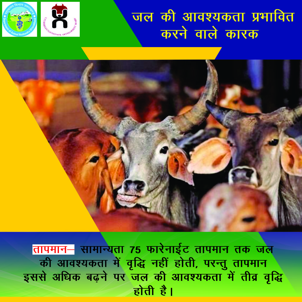 pashudhanUK's tweet photo. जल की आवश्यकता प्रभावित करने वाले कारक:
तापमान - सामान्यतया 75 फारेनाईट तापमान तक जल की आवश्यकता में वृद्धि नहीं होती, परन्तु तापमान इससे अधिक बढ़ने पर जल की आवश्यकता में तीव्र वृद्धि होती है।
#WaterRequirement #CattleCare #PashudhanUK #Temperature
@IndiancattleO @PusaKrishi https://t.co/Sp8AC29Pq3