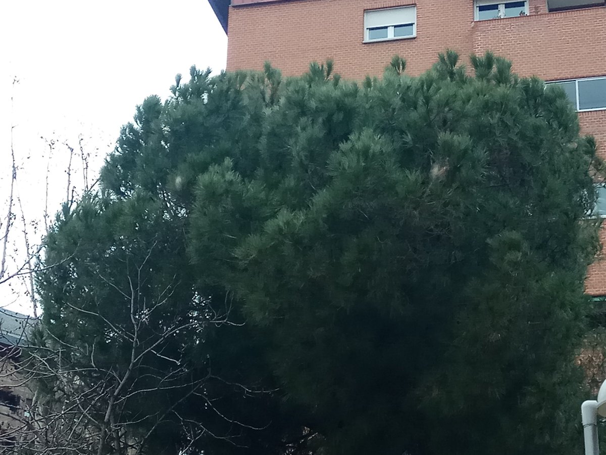 pasapinta's tweet photo. @Lineamadrid ¡Urgente! solicito eliminación de nidos de procesionarias. Hay por toda la zona de la calle Faustina Peñalver. La foto es del pino del parque infantil. @avsjbautista https://t.co/d9dJgmchvC