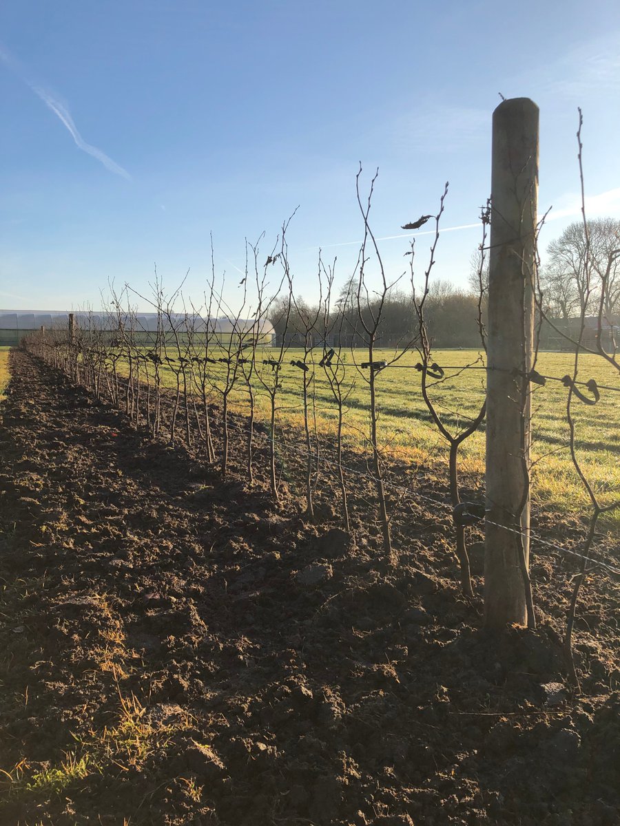 Wij leveren voor Landschapsbeheerprojecten de singelbeplanting, fruitbomen, bomen, windsingels, vogelbosjes en beplanting voor andere elementen. Mail/app uw bestelling door en wij zorgen dat het gelabeld voor u klaar ligt. info@grimmegroencentrum.nl 06-30131221
#singelbeplanting
