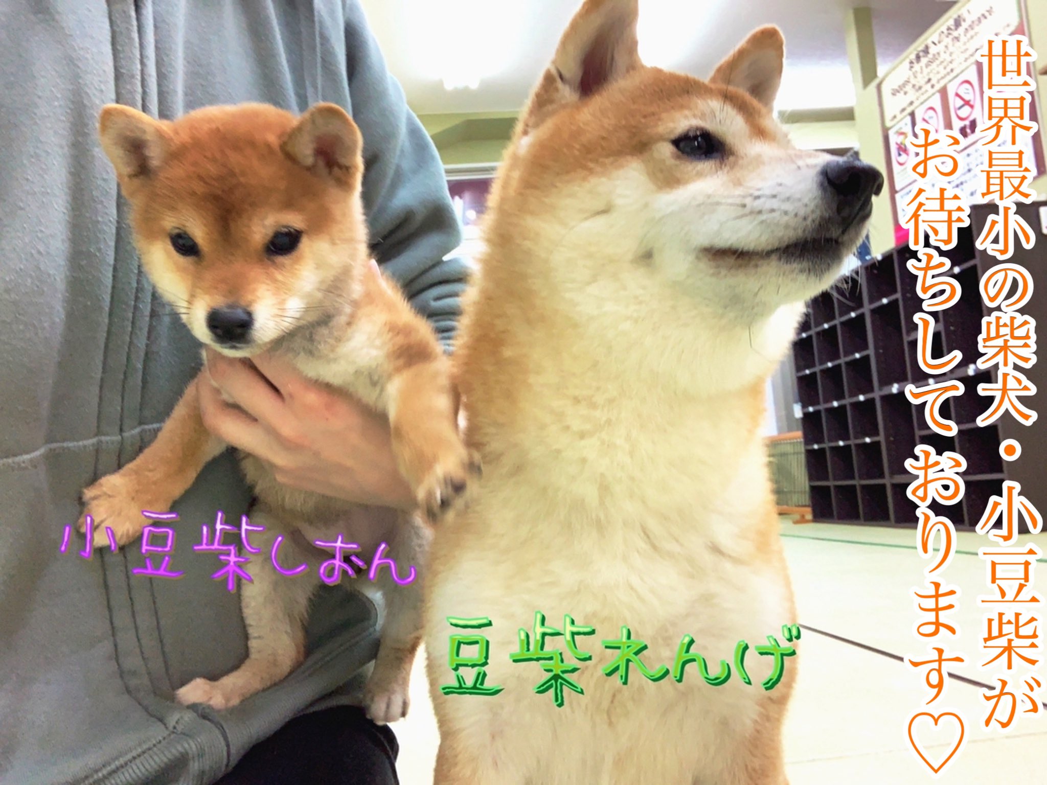 小豆柴の郷 秋葉原 على تويتر 店内柴犬率高めです 最年少のシオンちゃんも待ってます 小豆柴の郷は 豆柴カフェ ではありません 豆柴より小さい世界最小の柴犬小豆柴とも触れ合える 小豆柴カフェ です 小豆柴の郷秋葉原店 ドッグカフェ 小豆柴の郷岡山駅前
