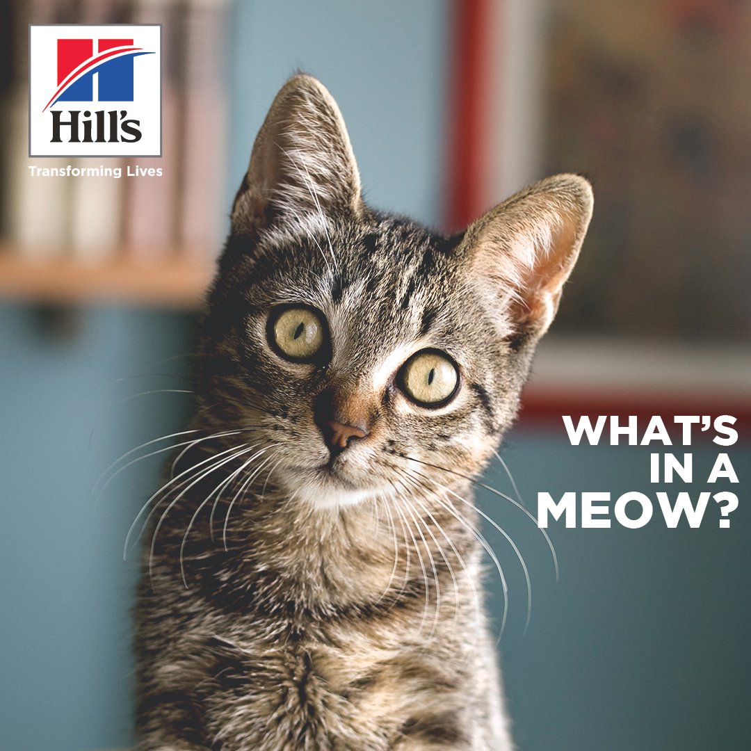 HillsPetSA's tweet photo. Today is #AnswerYourCatsQuestion day and we want to hear from you what you think your cat is asking you when she meows. Tell us what you think β weβll give away some spot prizes for the funniest answers! https://t.co/L7jSNKmiCV