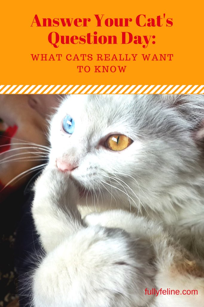 holiday_moons's tweet photo. It’s time to Answer Your Cat's Questions! We are pretty sure that most of their questions revolve around how adorable they look while trying to destroy the few earthly possessions you have. #holidaymoons #holidaymoonspodcast #answeryourcatsquestionsday #answeryourcatsquestions https://t.co/CVBu7CT3QM
