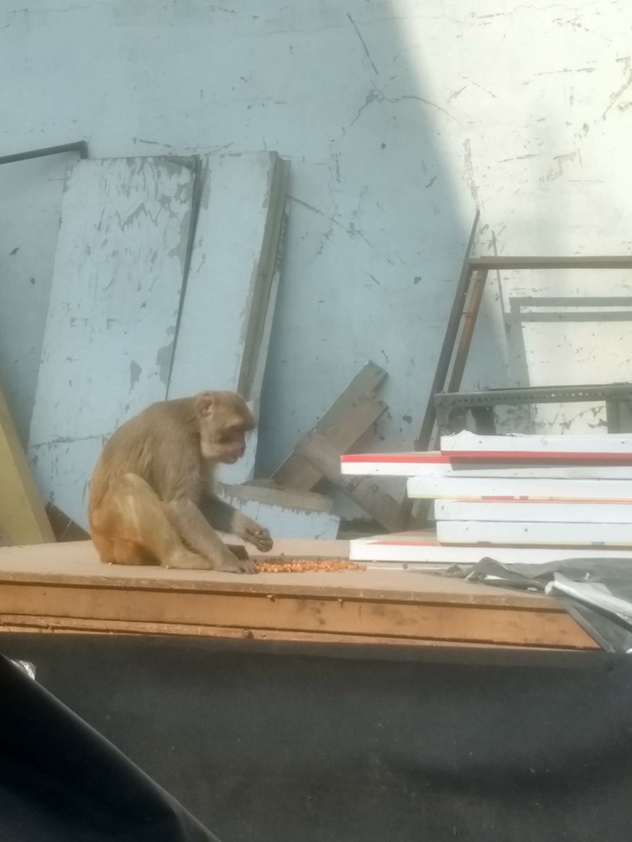AVNEETKUM's tweet photo. #wildlifephotography #macat #DelhiWinters https://t.co/CIWdFLXTGY