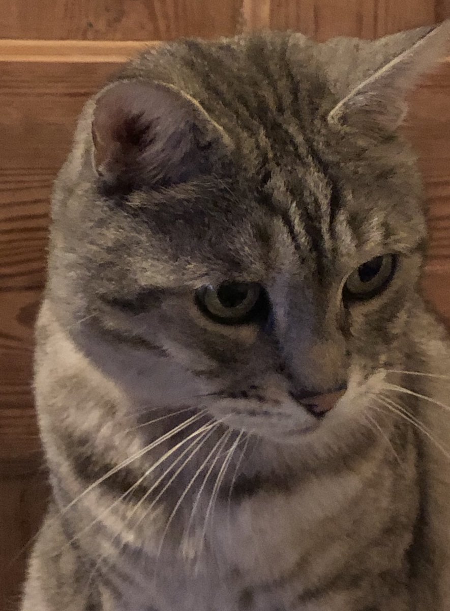 stripeyspotty's tweet photo. Shall we start again with #WhiskersWednesday ...yes it is actually Wednesday 🙌🏻 and my Whiskers are ready for the day 💕🐾💕 ~ Archie xx #SorryForTheConfusion https://t.co/3dPmomHsvj