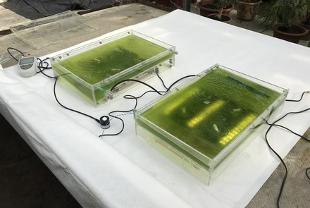 ECWATECH's tweet image. В Курчатовском институте разработан новый метод очистки сточных вод - с помощью фотосинтезирующих микроорганизмов Chlorella vulgaris. Подробности: ecwatech.ru/ru-ru/news/v-k… #echwatech2020 #watertreatment