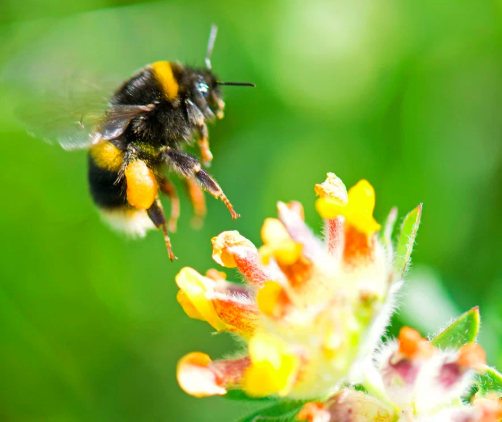 HiveBook's tweet photo. White tail bumblebees are heavily dependent on certain wildflowers like this Kidney Vetch #BeeBehaviour #HIVEBOOK https://t.co/8tLVDsPtke
