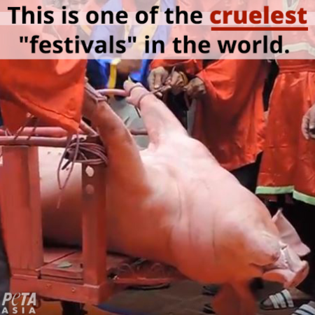 For Vietnam's cruel 'Pig Slaughter Festival', pigs have their throats slit while they're still fully conscious so that people can dip money in their blood for "good luck." 😡 TAKE ACTION TO STOP IT: peta.asia/gz