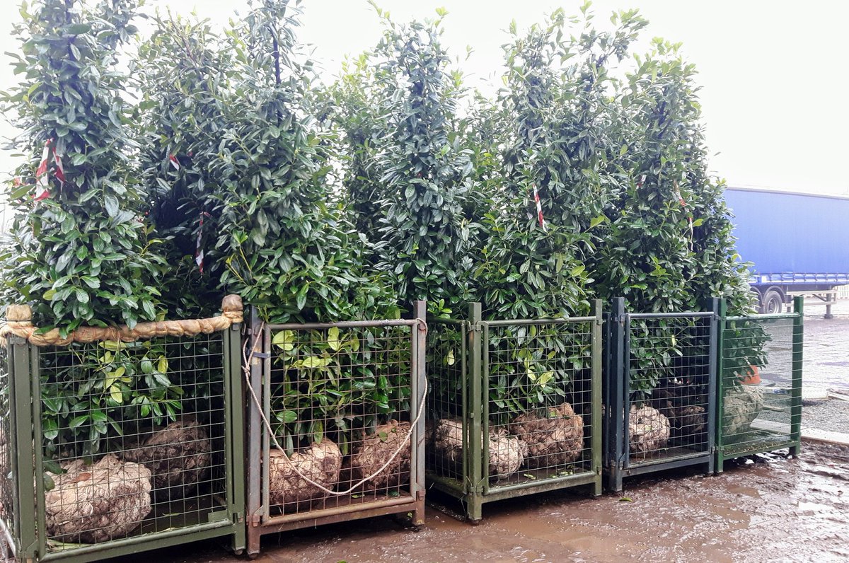 jajonesccuk's tweet photo. #WednesdayWisdom, if you need #fieldgrown plants, they are available till end of #March.
Here #Rootballed #Laurel @ 3m, ready for despatch.
#evergreen #hedging , #screening https://t.co/f9WLtWjMyp
