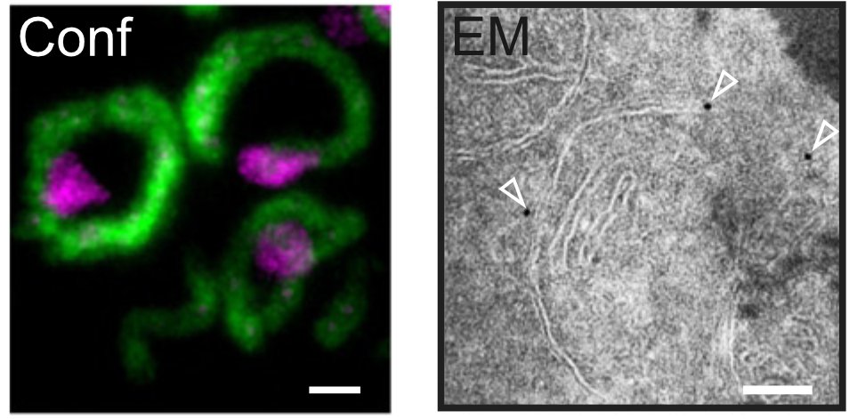 First paper of 2020 together with <a href="/LabCvB/">CvB Lab</a> and <a href="/Ott_MitoLab/">The Martin Ott lab</a> 🍾: The dense packing of OXPHOS complexes assists kinetic coupling of proton pumping with ATP synthesis: doi.org/10.1073/pnas.1….