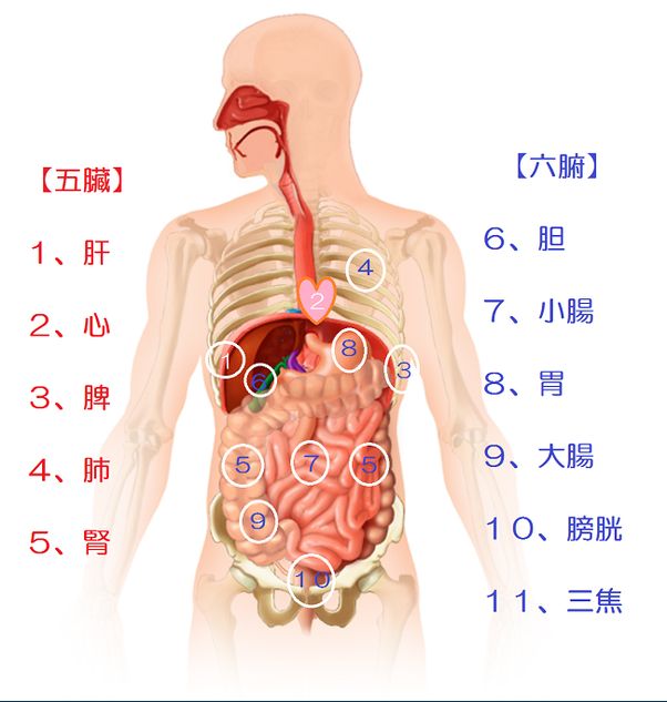 臓器のtwitterイラスト検索結果 古い順