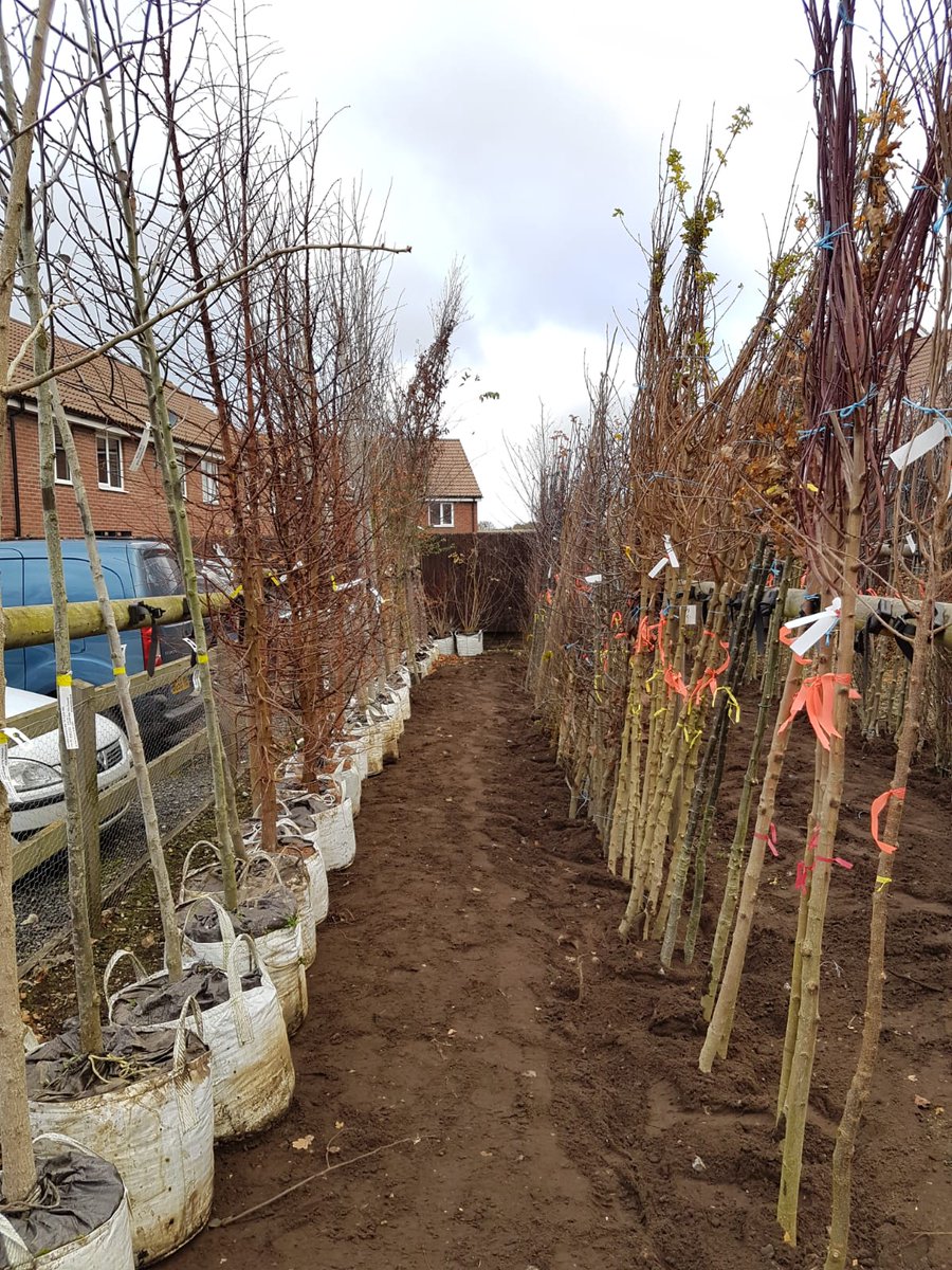 We've launched the Cambridge Canopy project, to increase the size of our urban forest including  planting 2000 new trees on our land, giving out 1500 trees in the Free Trees for Babies scheme and working to plant 12,500 trees in gardens and private land bit.ly/2sN4Fhj