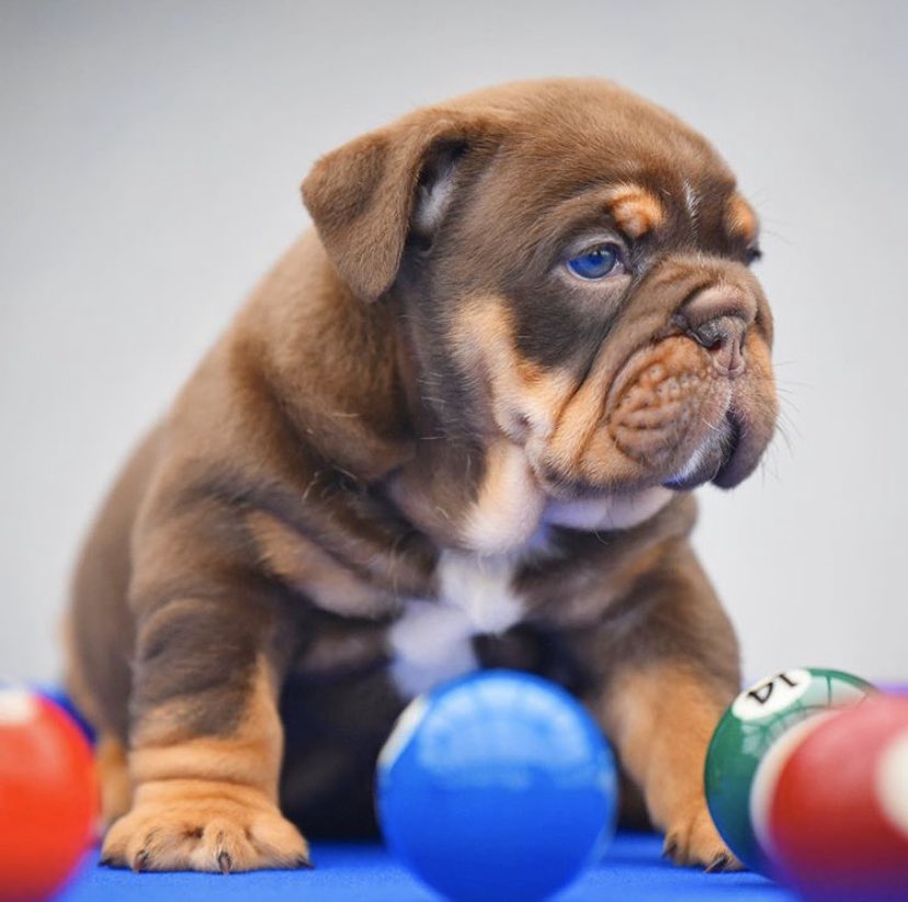 epic_bullyz's tweet photo. Choc and tan female produced by @epic_bullyz #puppy #bulldog https://t.co/LvWnePSpNn