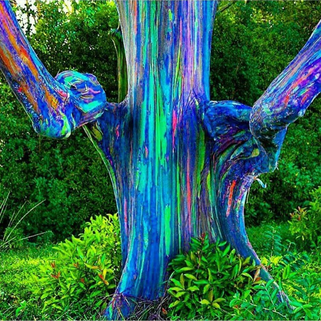 inc_memories's tweet photo. 🌈Rainbow Eucalyptus
FEATURE: 📷@spiritualthoughts and @xopalex
Fact-Eucalyptus deglupta has a unique way of shedding its bark. It is native to the Philippines, Indonesia and Papua New Guinea but grows in California, Texas, Florida, Hawaii, and even Australia. #travel #traveling https://t.co/jTpDfIA3N9