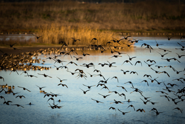 Flock of birds in Tagus estuary. Photo: Paulo Valdivieso