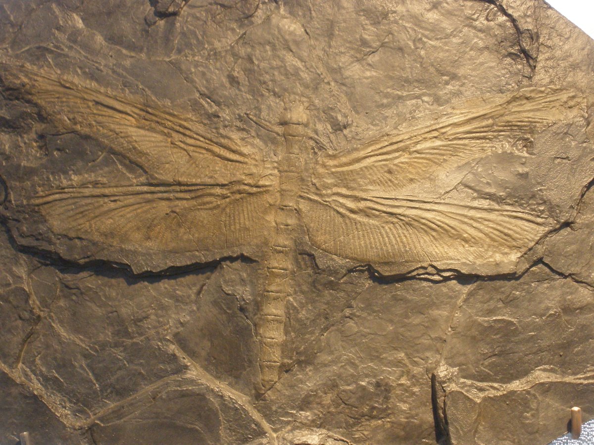 A meganeuropsis fossil