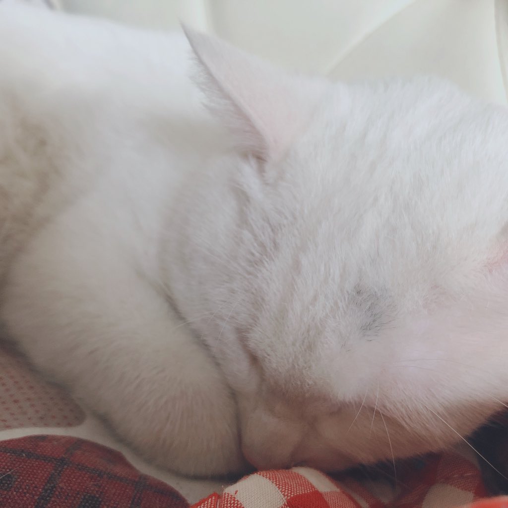 xyscwl's tweet photo. @Nico_nico_Sou 💤の🐱 https://t.co/oBpT0YPFhi