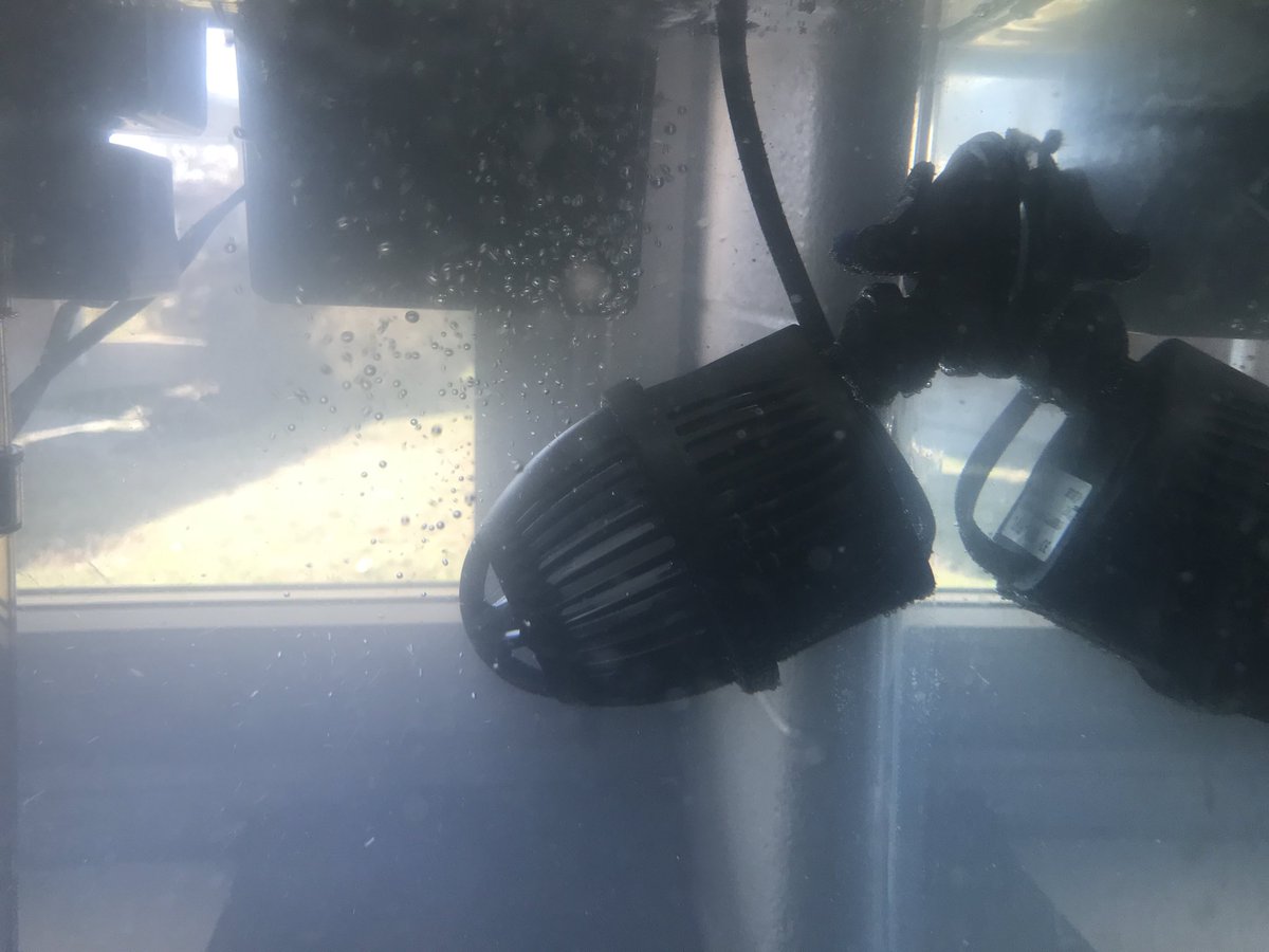 After 16 days of battling high ammonia and many oyster casualties, well over 98% gone as of yesterday. I switched to a new larger tank with more filtration and better water circulation. As of yesterday afternoon at 430 there were only 12 or so remaining.