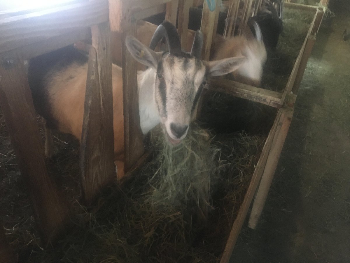 cbcdaybreak's tweet photo. Our new cheese column kicks off today!!! 

You asked, we delivered!

For the inaugural #Cheesebreak @ShariOkeke and @finnertymike visited a goat farm.

Tune in at 710 on 88.5FM https://t.co/mVgPb3RHqq