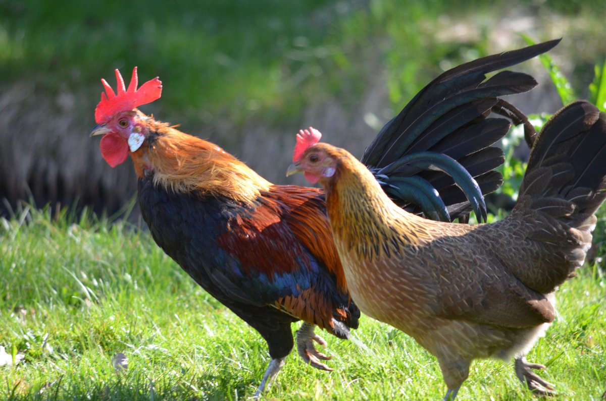 LiU Biology tweet media