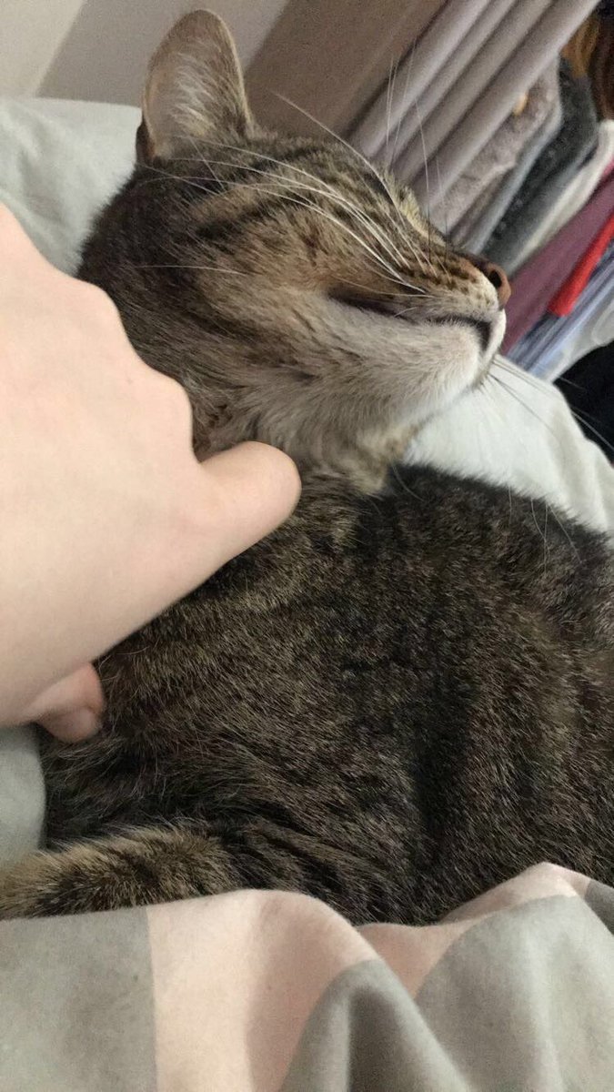 pixelchat62's tweet image. Que j’aime bcp les gratouilles sous le menton