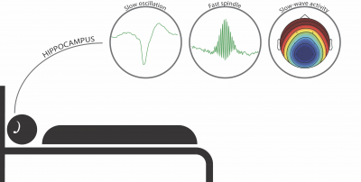 sleep and brain graph