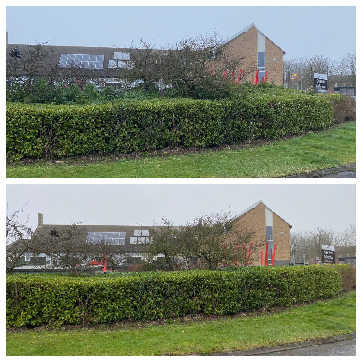 A good morning so far with this Laurel top cut level across its whole depth rather than leaving it as it was from a previous contractor.                        #Maslinjones 
#MiltonKeynes 
#garden 
#gardener 
#gardening 
#gardenmaintenance 
#hedges
#hedgecutting
#Stihlhedgecutter