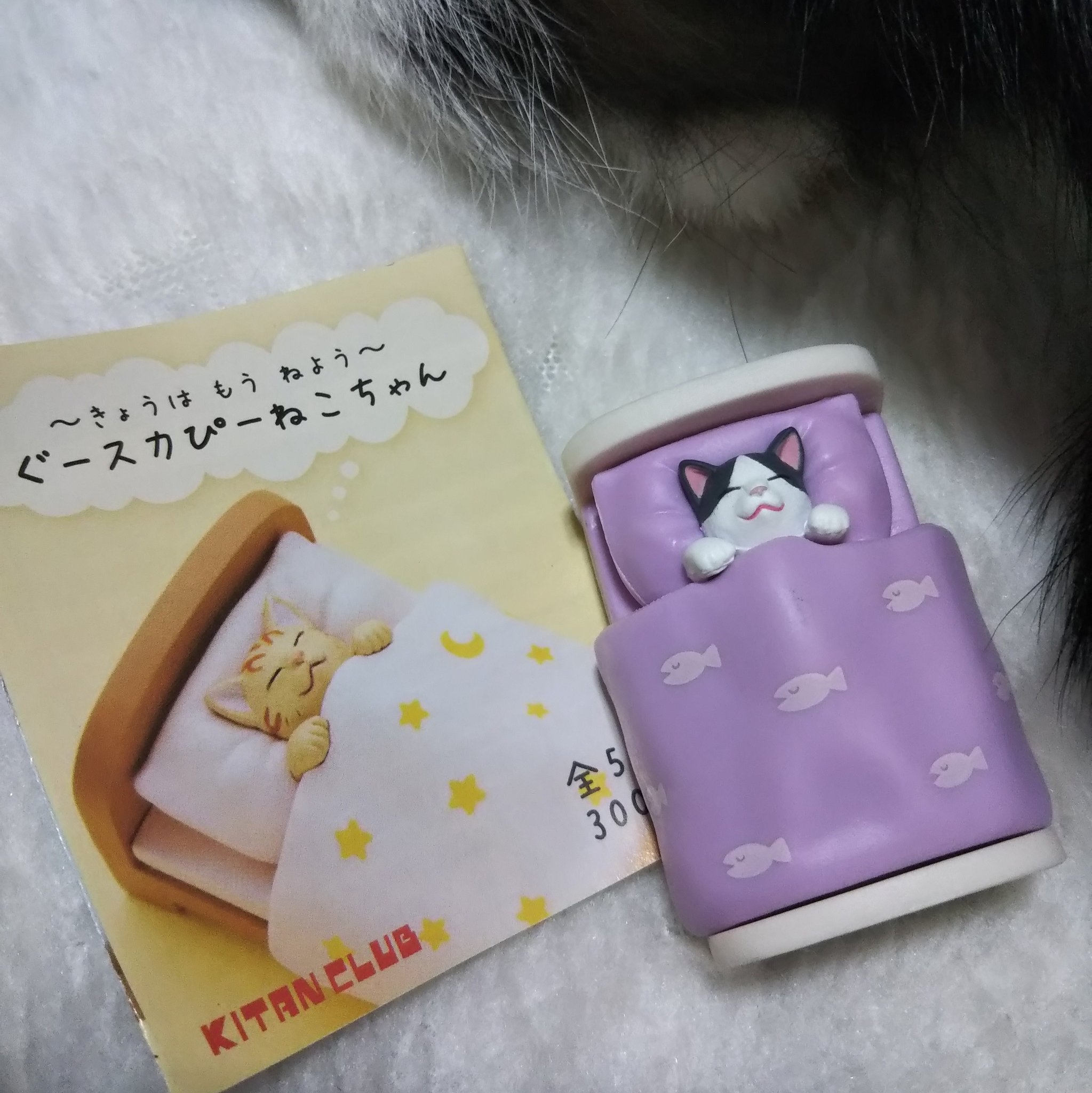 蚤杉 白黒ハチワレのねこちゃんが藤色のお布団で眠っている 涙が出そうなほど刺さるカプセルトイがあったのでガチャガチャ 2回で来てくれた きょうは もう ねよう ぐースカぴー ねこちゃん みんな きょうは もう ねよう って ぐーすかぴーできると