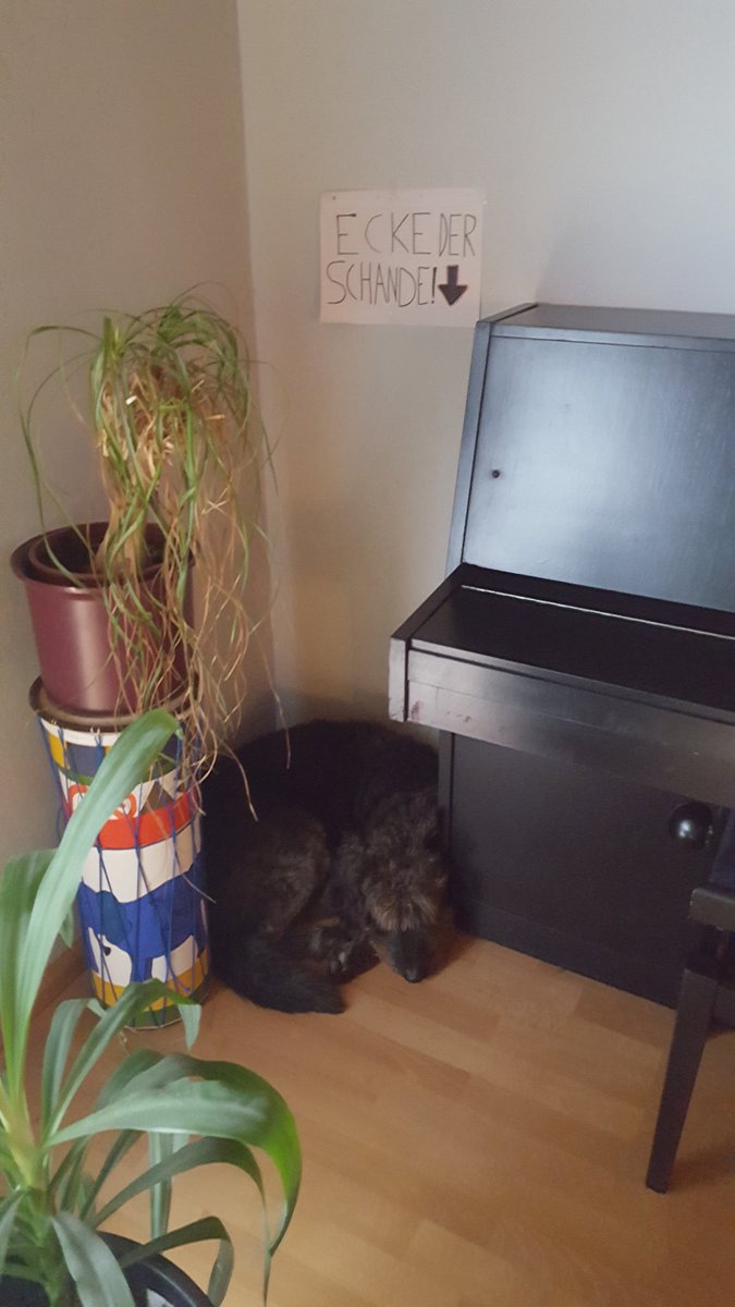 P4ulchen_'s tweet photo. Hab ganz großen Mist gebaut.
Hab ca.1,5 kg meines Trockenfutters gemopst und aufgefressen..
Jetzt sind sie ziemlich sauer, meine Menschen 😣 sie sagen, sie machen sich Sorgen, aber ich weiß ja nicht. Die haben ganz schön geschimpft .... https://t.co/3R8a4DzHb1