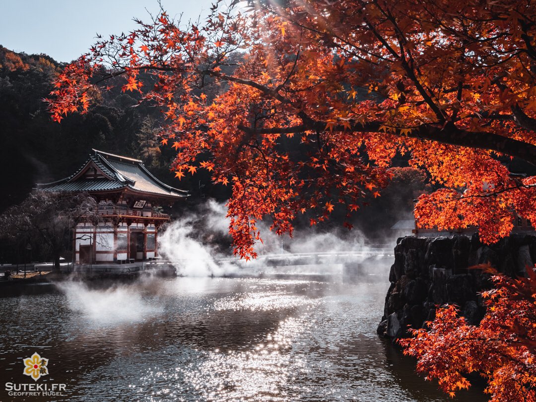 SutekiFR's tweet photo. Hey ! J’en ai enfin fini avec les photos des érables japonais ! Voilà un petit échantillon de ce que vous avez raté ! On passe à autre chose très bientôt, alors venez ! On est bien et on est presque 3000 !! 
https://t.co/OeY6lFIDbR https://t.co/AYJXs748nL