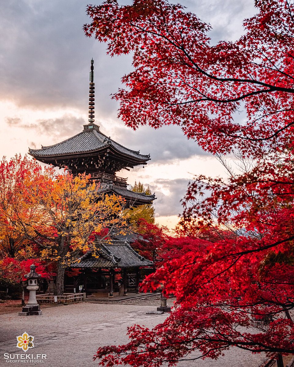 SutekiFR's tweet photo. Hey ! J’en ai enfin fini avec les photos des érables japonais ! Voilà un petit échantillon de ce que vous avez raté ! On passe à autre chose très bientôt, alors venez ! On est bien et on est presque 3000 !! 
https://t.co/OeY6lFIDbR https://t.co/AYJXs748nL