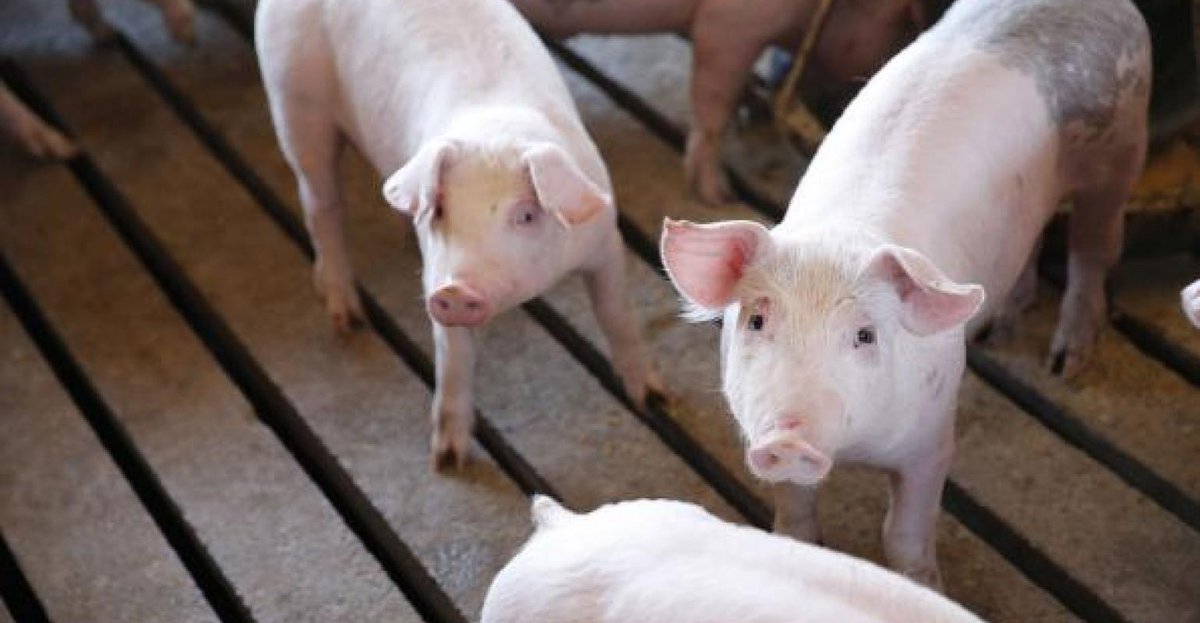 nanofarmafrica's tweet photo. What does the Pig training program offer to the farmer?
1. Care &amp; feeding of gestating &amp; lactating sows, and feeder pigs
2. Ration balancing
3. Hog transportation
4. Herd health management
5. Herd management
6. livestock Marketing
7. Financial management etc,
#pigtraining https://t.co/qcNKqKBZIe