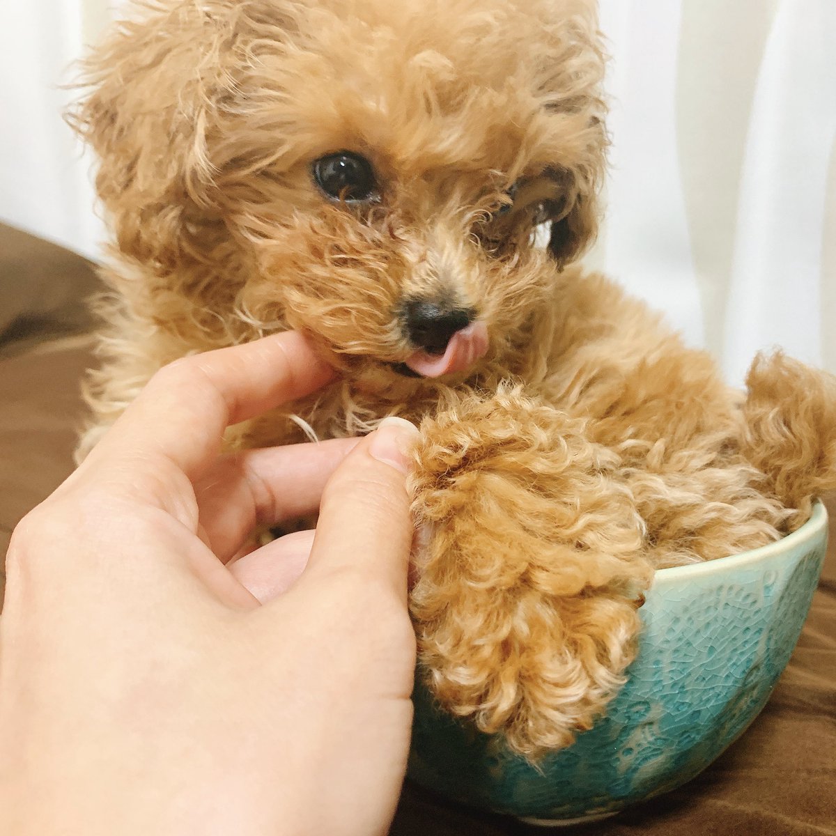 DrMAROch's tweet photo. おんカッププードル☺️
#トイプードルアプリコット #トイプードル #ティーカッププードル #ティーカッププードル子犬 
#poodle #poodlepuppy #dogs https://t.co/eVOeWVvAVp