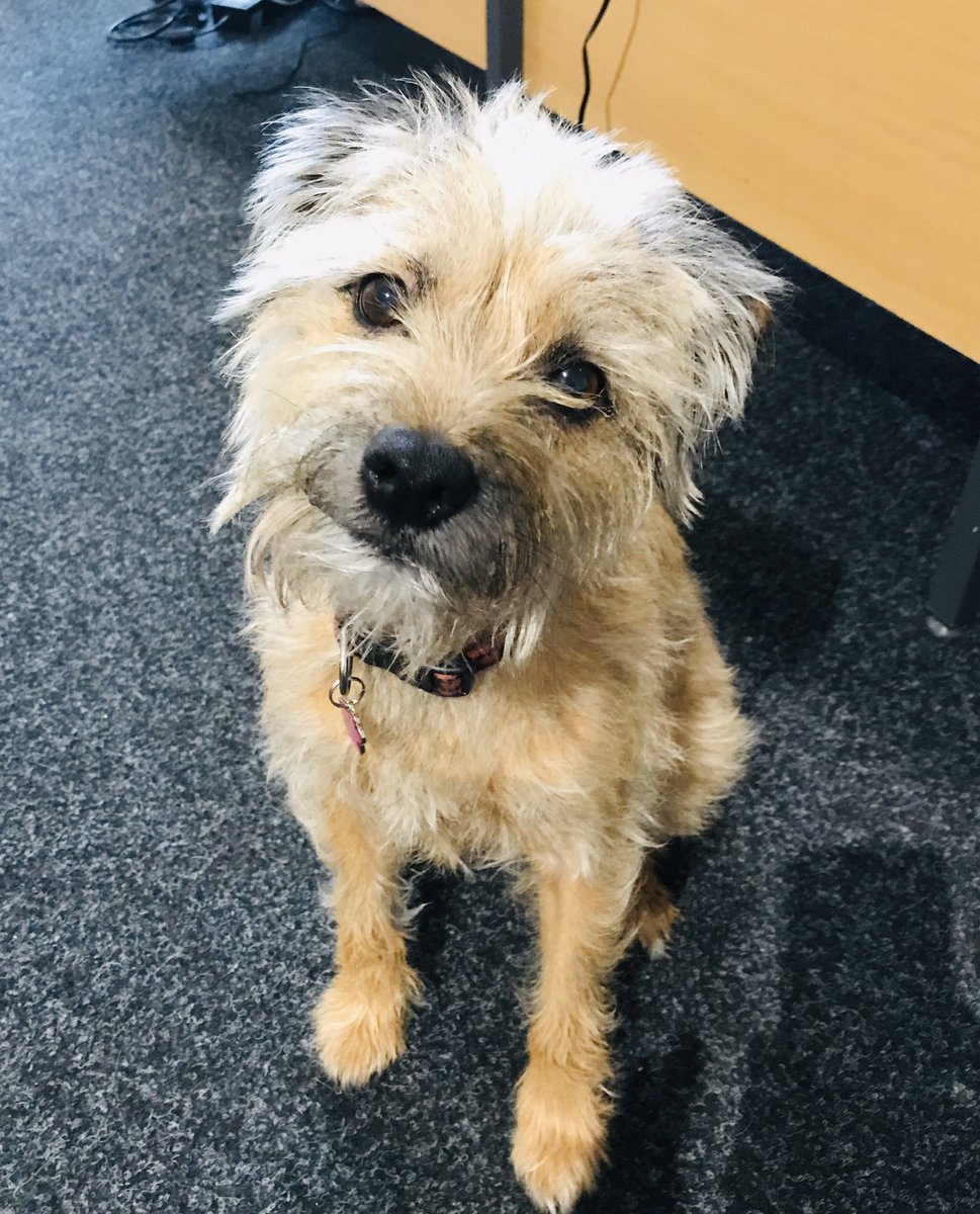 thehatworksltd's tweet photo. Cutest colleague in Denton 💖 https://t.co/Svpbxx2ixi