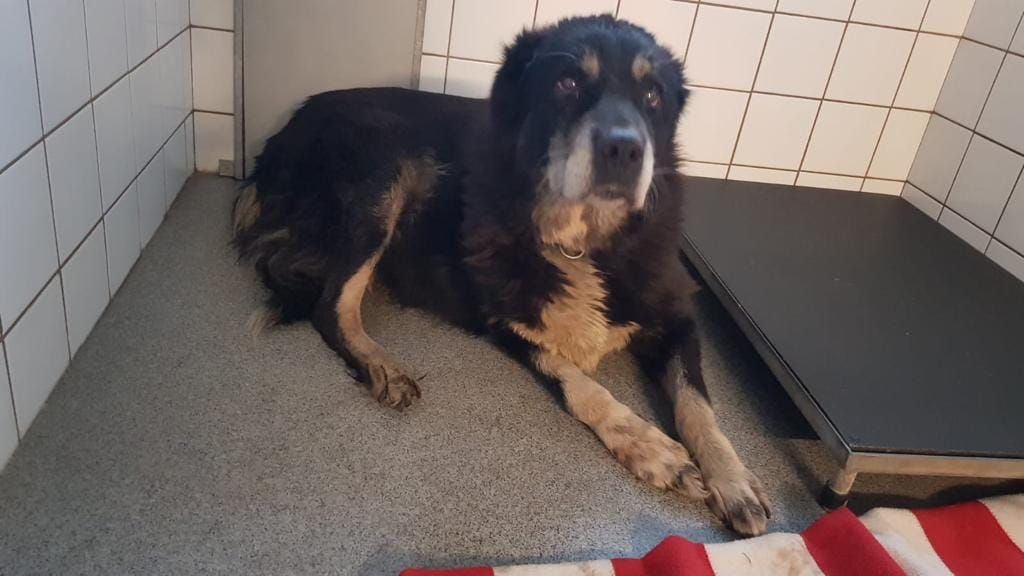 Politie zoekt eigenaar achtergelaten hond in #Baexem ?. #Leudal.