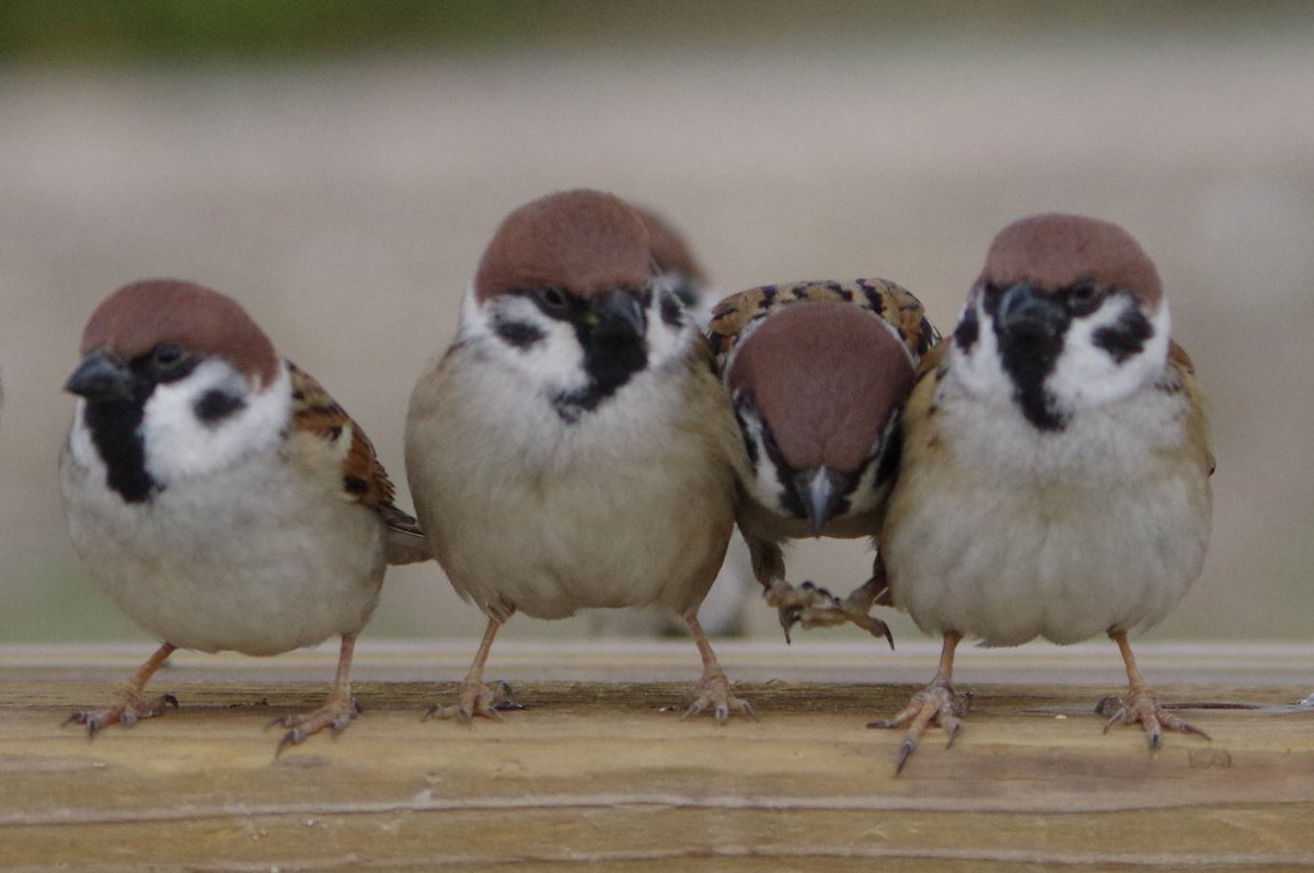 あっ、はさまった！
#雀 #スズメ #すずめ #sparrow #鳥 #小鳥 #野鳥 #bird https://t.co/l91LOmv7uC
