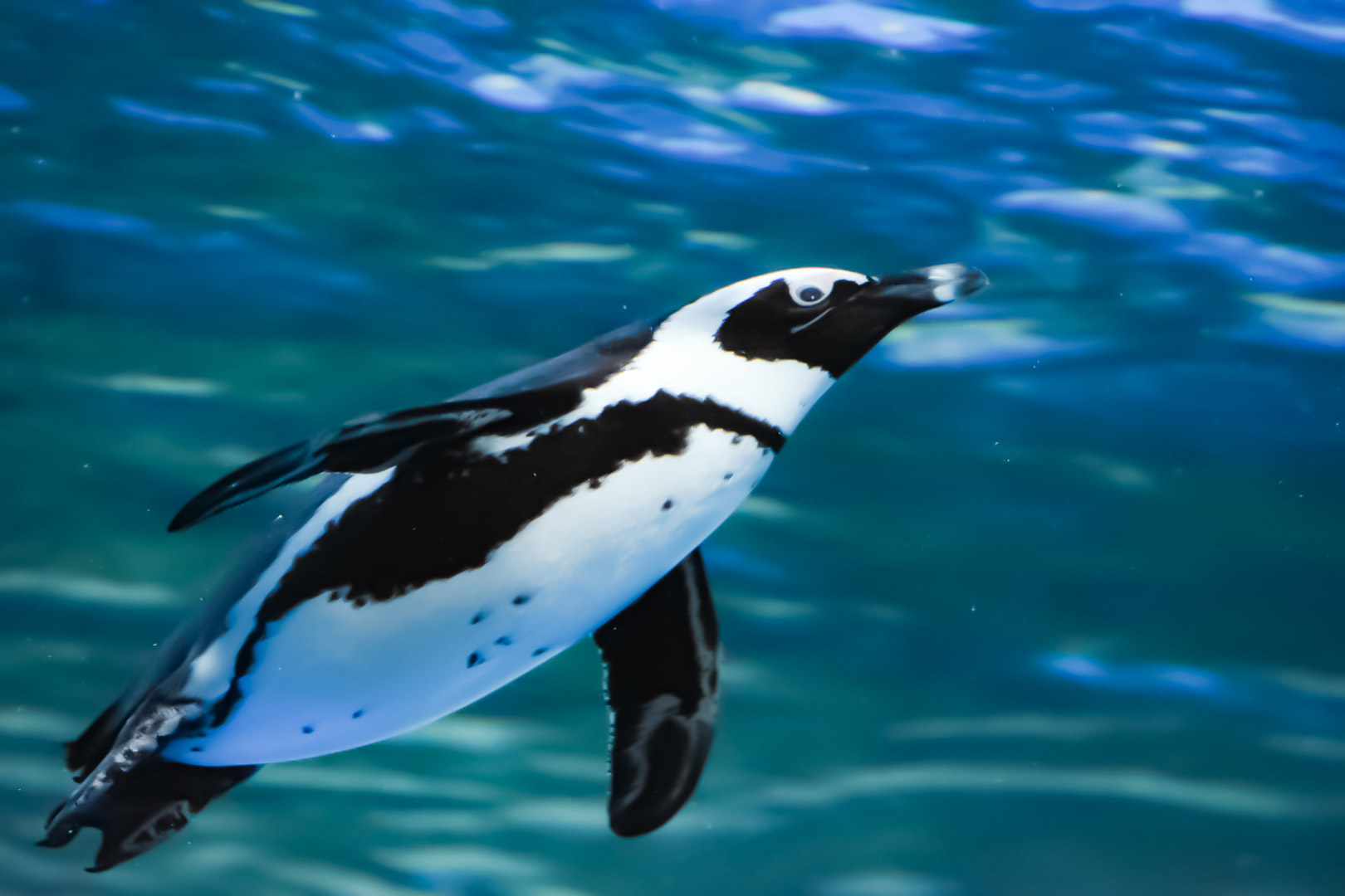 う し Auf Twitter 水中を泳ぐペンギンはまるで空を飛んでいるよう サンシャイン水族館 ケープペンギン T Co Vvfux1zpmp Twitter