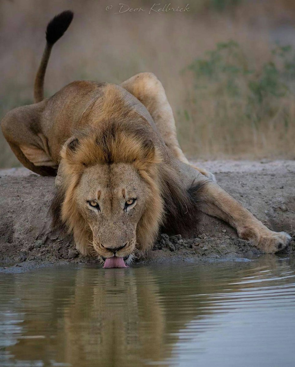 TudiscoveryLA's tweet photo. Foto por @deon_wildlifephotography 
#etoshanationalpark #namibiatourism  #africanamazing #african_portrait #nikondeutschland #yourshotphotographer #natgeohd #natgeo  #wonderfuldestinations #yourshotphotographer https://t.co/oU1QBEAA38
