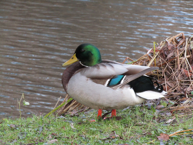 duckoftheday's tweet photo. 22 Jan 2020 https://t.co/uu8skrsoRv
